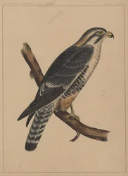 Oiseaux, Planche I, 1855